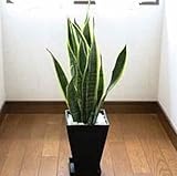観葉植物 サンスベリア：トラの尾 6号 黒色角プラスチック鉢
