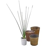 ストレリチア・ユンケア 10号サイズ 【バスケット(鉢カバー) 付き】 バスケット01