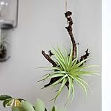 ポッシュリビング ハンギングエアープランツS 80915