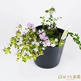 イブキジャコウソウ 【苗】 9cmポット ＜当店は 苗 種 鉢 培養土 ニーム の専門店＞