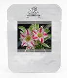 ニューリリース 'ダイヤモンド'ライトピンクダブルの花レッドストライプアデニウムObesum種子、プロフェッショナルパック、2種子/パック、デザートローズ