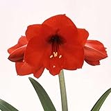 ポットアマリリス：一重　赤1球 直径14cm鉢植え [冬～早春に咲く！手軽な室内栽培用アマリリス] ノーブランド品
