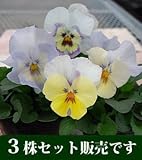 パンジー ユニーク系 クリスタルマーメイド 10.5cmサイズ大ポット 3ポットセット パンジー ビオラ すみれ 苗 寄せ植え