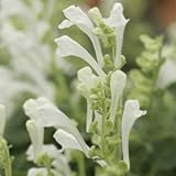 タツナミソウ 白花