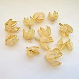 フヨウの実　12個入り [実 ドライ 木の実 アレンジ 資材 花材]