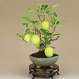 リンゴ/林檎 -冬あかね- 小品盆栽（いよじ園）