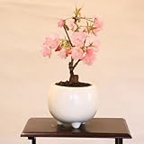ミニモダン盆栽：一才桜* （白鉢）【桜盆栽】【さくら盆栽】bonsai