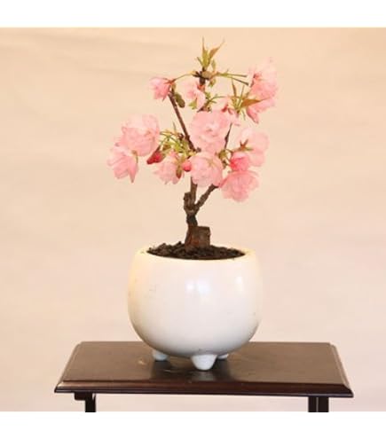 Amazon.co.jp: 盆栽 花芽付！皐月（サツキ）（日の丸）(4523) 【現品