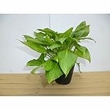【40ポットセット】 ギボウシ 10.5cmポット ぎぼうし 苗木 植木 苗 庭木 生け垣