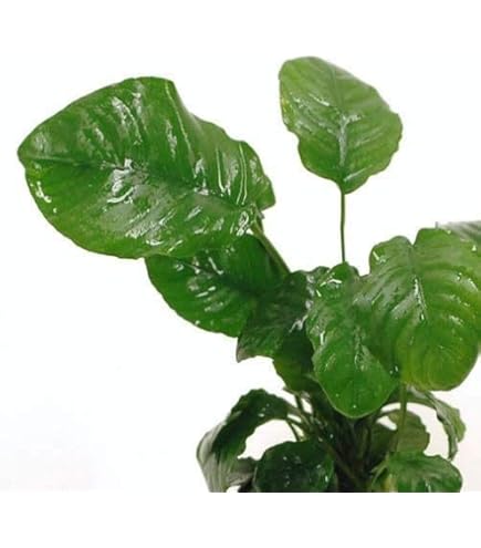 Amazon.co.jp: （水草）アヌビアス バルテリー Lサイズ（1株分