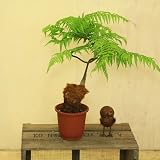 観葉植物:ゴールデンモンキー(孫悟空)/タカワラビ*【5号】受皿付き