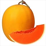 国華園　接木野菜苗　メロン　接木F1アポロ　8株【※発送が国華園からの場合のみ正規品です】