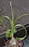 Albuca longibracteata - Pregnant Onion - 10 seeds