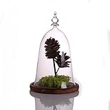 Lovoski ベル形　ガラスカバー　花瓶　観葉植物カバー　花器　マイクロ　ランドリー　テラリウム　コンテナ　トレイ付き　インテリア - カラー1