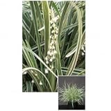 オンリーワン　植栽・個性派植物　ノシラン・ビッタータス（大株）　KJ3-G003