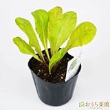 レッド チコリ 【苗】 9cmポット ＜当店は 苗 種 鉢 培養土 ニーム の専門店＞