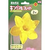 秋植え球根 水仙 キングアルフレッド ラッパ咲 (黄花) (239470)