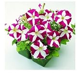 ペチュニアの種色プレイメイトペチュニアの種、50seeds /バッグ