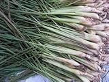 生鮮のもの及び乾燥したと100seeds.bag東インドflexuosus cの?400レモングラスレモングラスの種?、