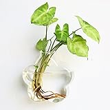 Kicode 星形をクリア ガラスハンギング花瓶のボトル 水耕容器 植物ポット花DIY DIYのホームテーブルウェディングガーデンの装飾