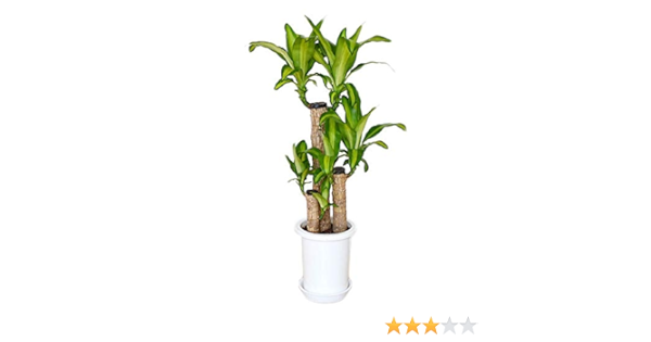 Amazon Co Jp フラワーコーポレーション 幸福の木 ドラセナ マッサンゲアナ グリーン 観葉植物 7号 Diy 工具 ガーデン