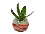 花市場直送便 サンスベリア(カラーサンド植え) バブルボール8cm ピンク/赤