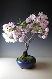 桜盆栽 花芽付き!旭山桜の鉢植え(中)2018春開花予定