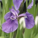 ヒオウギアヤメ