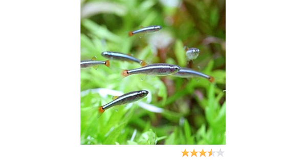 Amazon 熱帯魚 生餌 アカヒレ ｓサイズ ５００匹 北海道 九州航空便要保温 沖縄別途送料 Charm チャーム 観賞魚 水中生物 通販