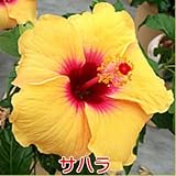 ハイビスカス ５号鉢植え【サハラ】晩秋まで咲き続け毎年楽しめる