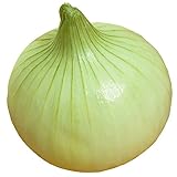 国華園　玉ねぎ苗　ハイパージェット　300本【※発送が国華園からの場合のみ正規品です】