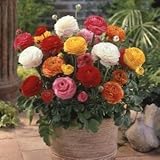 ラナンキュラス　ミックス　４０ｍｌ入