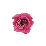 florever　フロールエバー　フレッシュルックスプレーローズ　ニューヨークピンク　8輪　Φ3.5～4.5cm　 プリザーブドフラワー　Spray Rose　New York Pink
