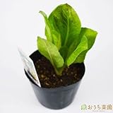 チコリ トレビーゾ 【苗】 9cmポット ＜当店は 苗 種 鉢 培養土 ニーム の専門店＞