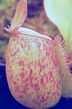 Nepenthes ampullaria red green lips var. giant - pitcher plant - 5 seeds