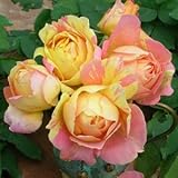 バラ苗 ポールセザンヌ 国産大苗デルバールオリジナル角鉢6号 四季咲き大輪 複色系 フレンチローズ（デルバール）