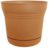 Bloem土星プランターテキーラサンライズSP1220、6パックを12インチ