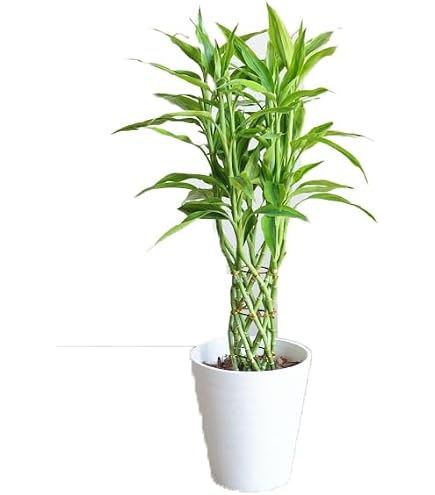 Amazon.co.jp: ミリオンバンブー 鉢カバー付 観葉植物 インテリア 中型