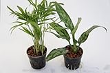 園芸農家から新鮮な苗を届けます。　ハイドロカルチャー苗　寄せ植えセット6Φ【テーブルヤシ×アグラオネマ】　水だけで育つので育てやすいのが特徴