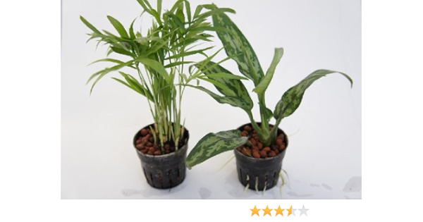 Amazon Co Jp 園芸農家から新鮮な苗を届けます ハイドロカルチャー苗 寄せ植えセット6f テーブルヤシ アグラオネマ 水だけで育つので育てやすいのが特徴 Diy 工具 ガーデン