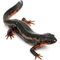 オキナワシリケンイモリ 7匹＋飼育ケース