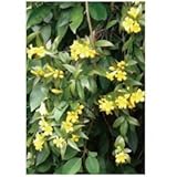 オンリーワン　長尺ツル性植物　カロライナジャスミン　KJ6-TKRJ