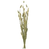 東京堂 ドライフラワー ポアプランツ (約25ｇ入り) ナチュラル FD000770-022