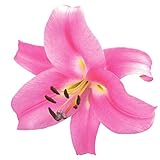 国華園　花ユリ 12月咲プリンセスカサブランカ(ピンクパレス) 3球【※発送が国華園からの場合のみ正規品です】