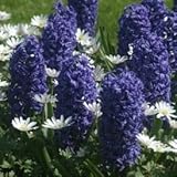 ヒアシンス(花壇用）　青色　３球入