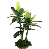 【LORIA・JP品】天然有機 バナナ種子 珍しい鉢植え植物 200個の種