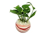 花市場直送便 ポトス(カラーサンド植え) バブルボール10cm ピンク/赤