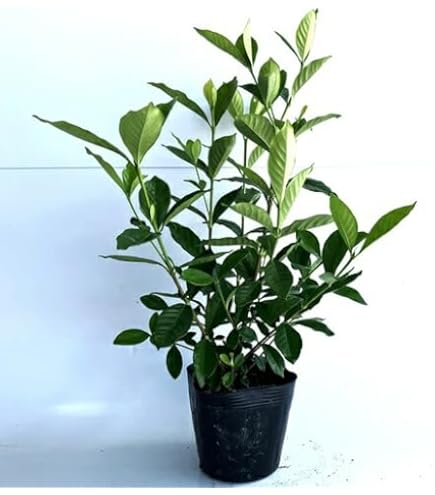 Amazon.co.jp: 庭木苗：くちなし（梔子）*クチナシ ゴールドメダル