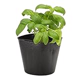 花市場直送便 ハーブ苗 バジル 12入