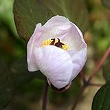 【山野草】紅花ヤマシャクヤク「酔白」